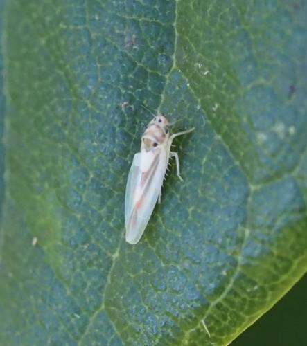 Zygina lunaris